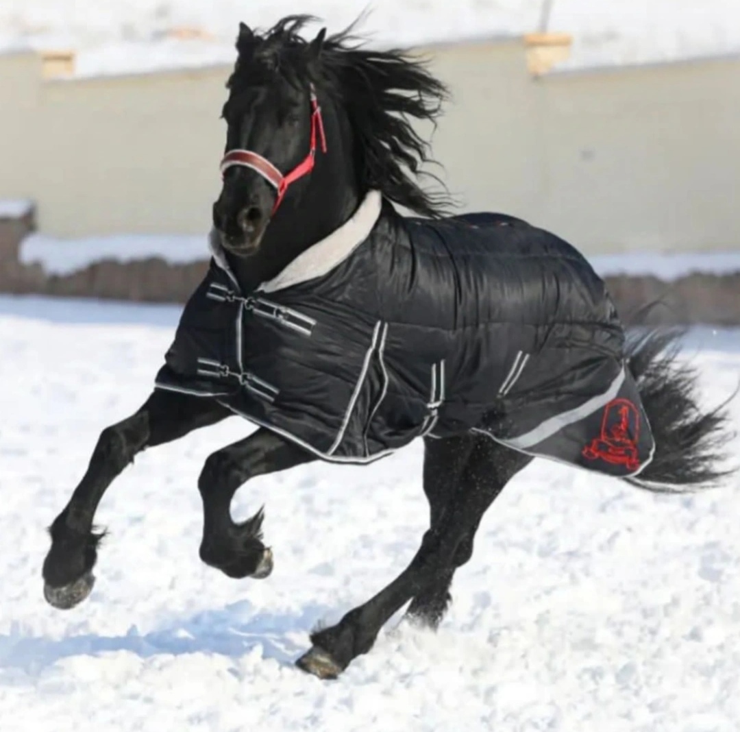 جل زمستانه اشترن