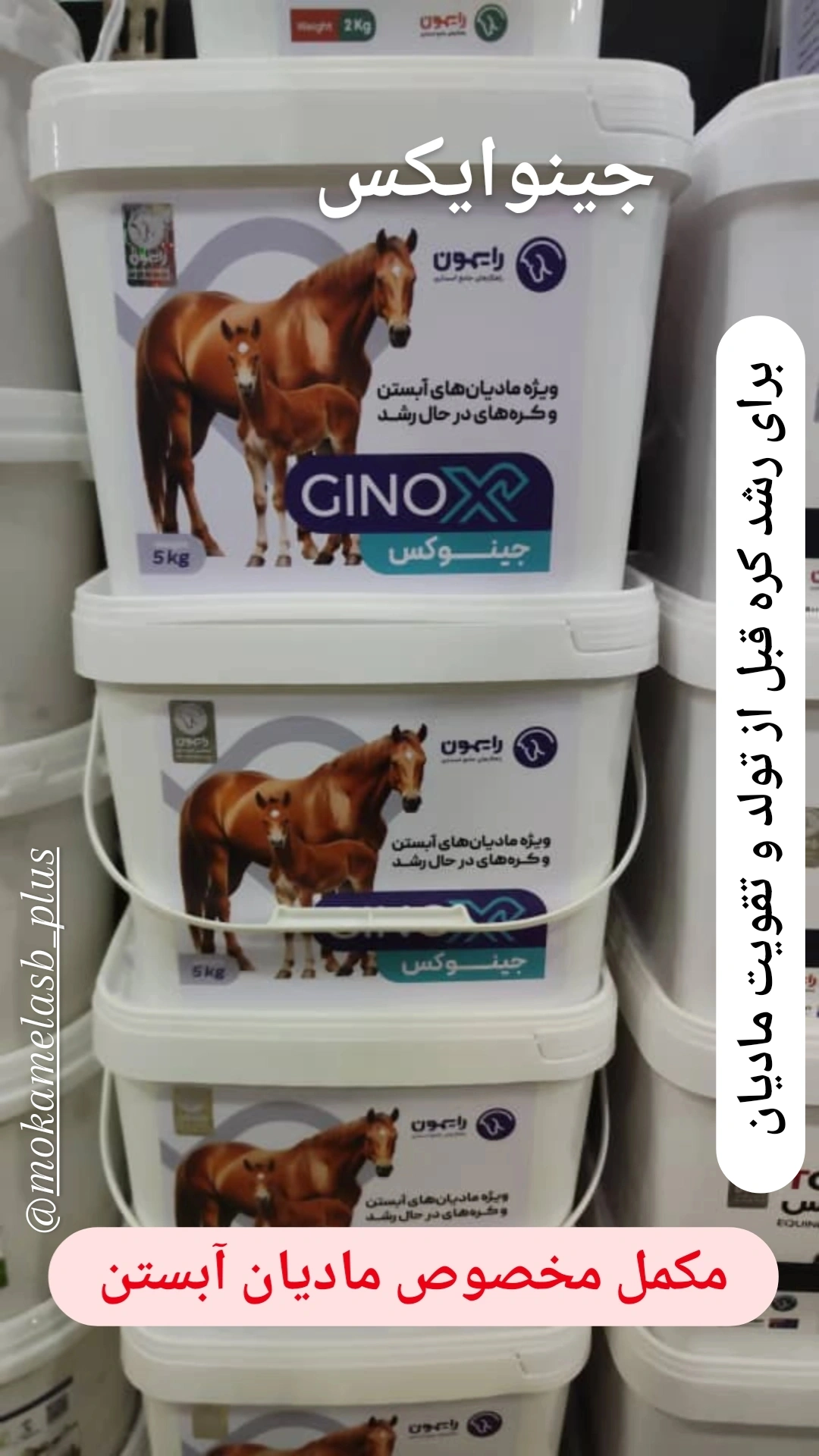 جینوکس رایمون